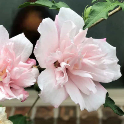 Rose of Sharon Tree - Double Pink Lady Stanley Althea-(Tree Form)