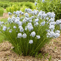 Amsonia 'String Theory'