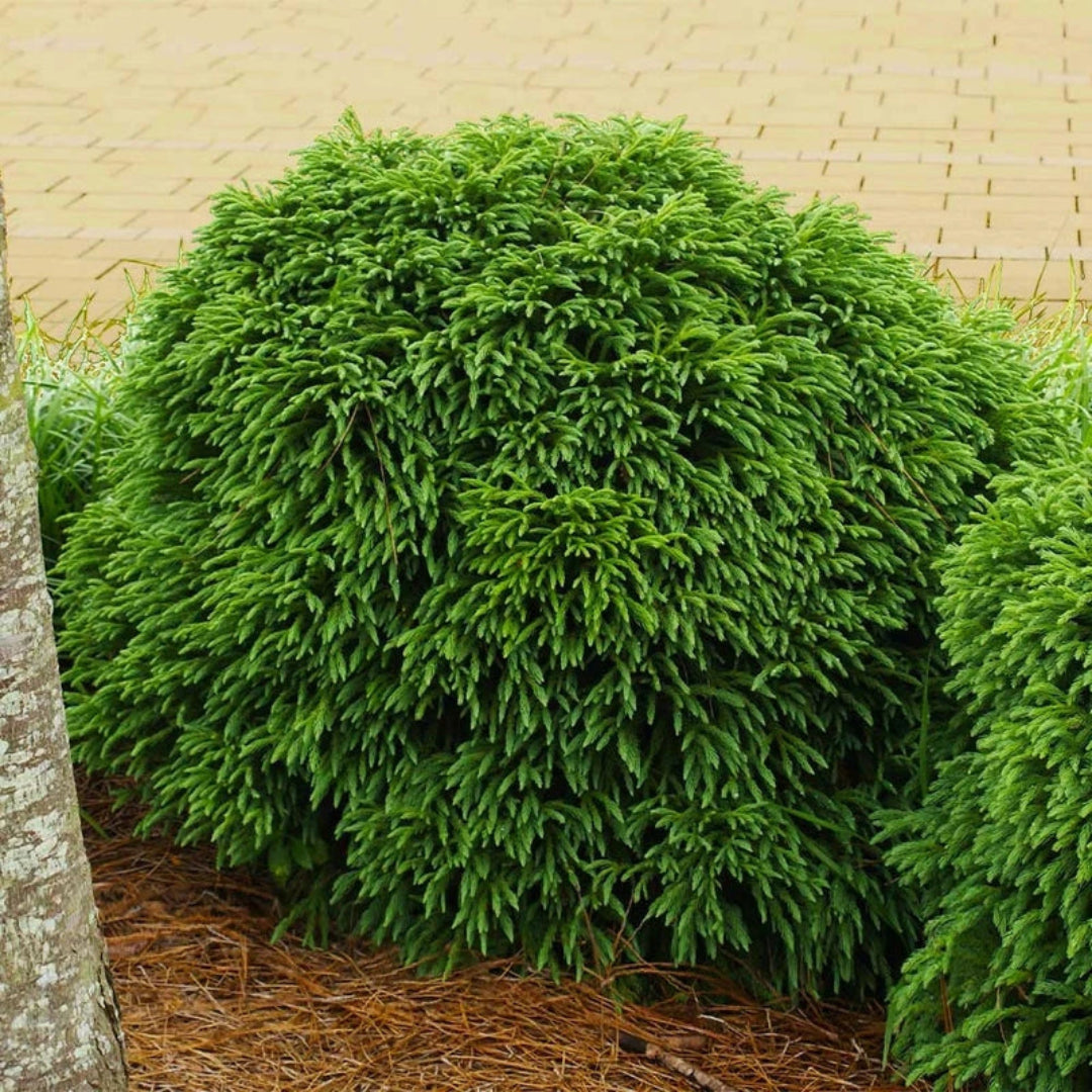 Globosa Nana Cryptomeria with dense blue-green foliage