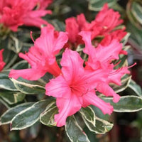 Silver Sword Variegated Azalea
