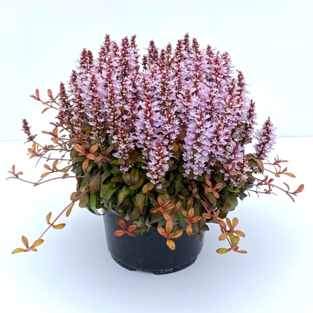 Ajuga Feathered Friends™ ‘Rosy Robin’ PPAF