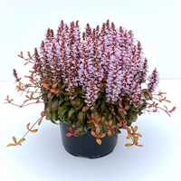 Ajuga Feathered Friends™ ‘Rosy Robin’ PPAF