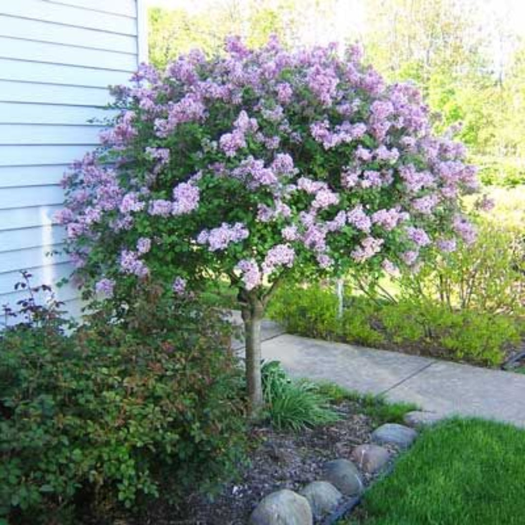Palibin Lilac