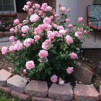 Brindabella Dream Rose