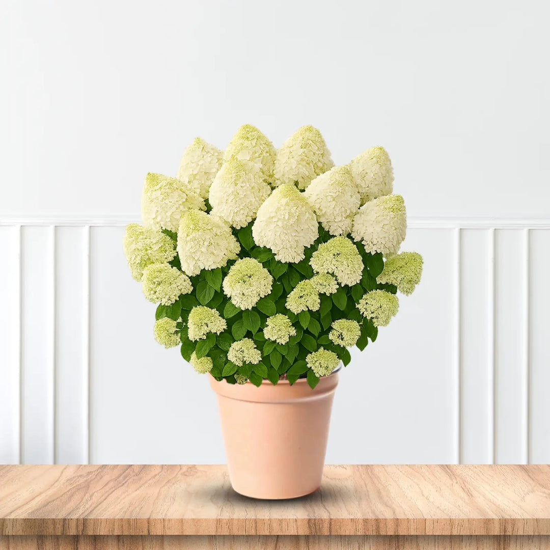 Little Hottie Panicle Hydrangea