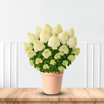 Little Hottie Panicle Hydrangea