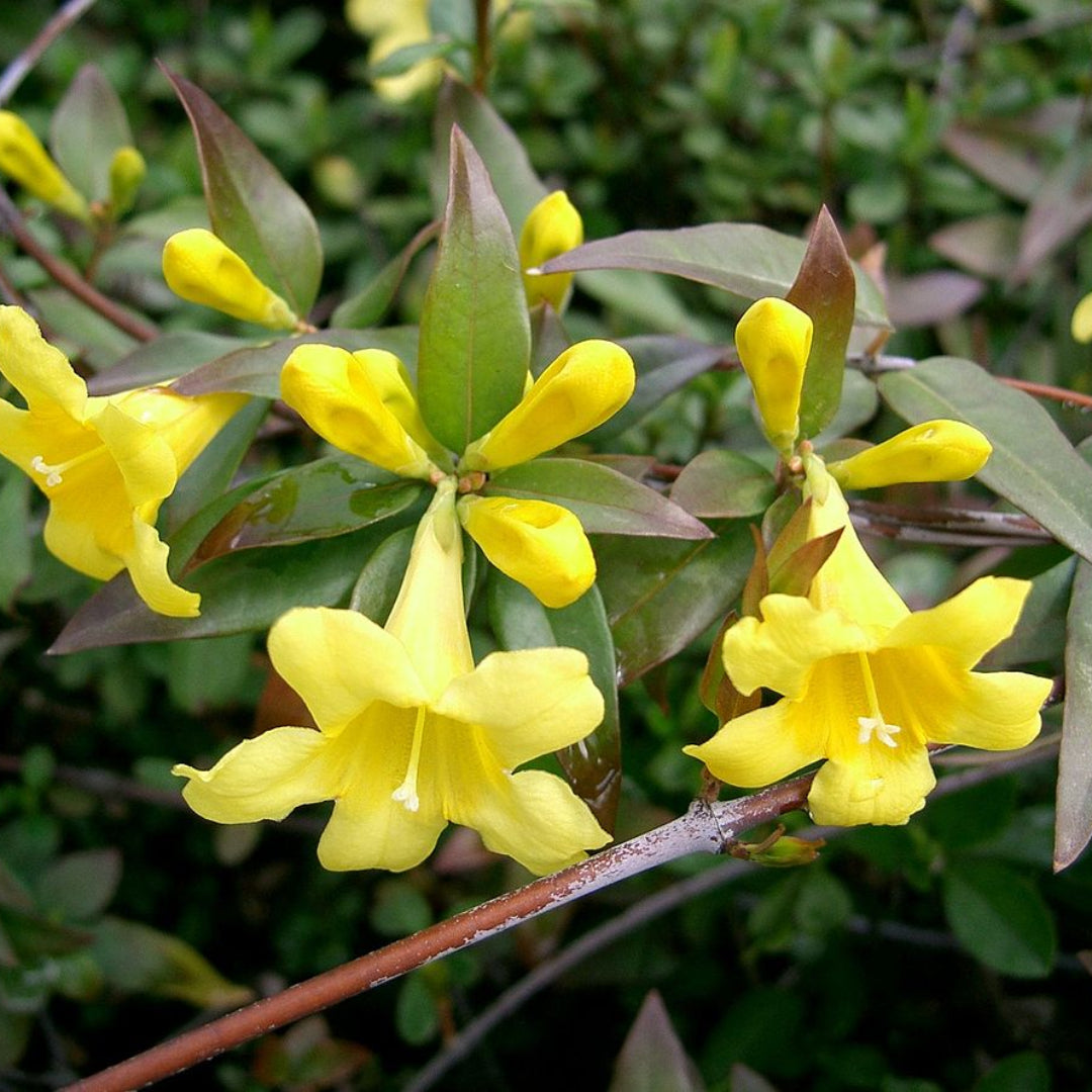 Gelsemium sempervirens, Carolina Jessamine - [CG]