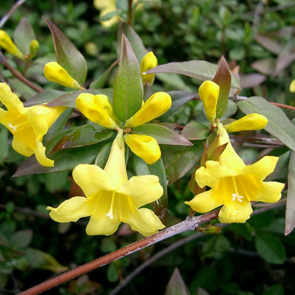 Gelsemium sempervirens, Carolina Jessamine - [CG]
