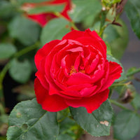 Winners Circle Climbing Rose