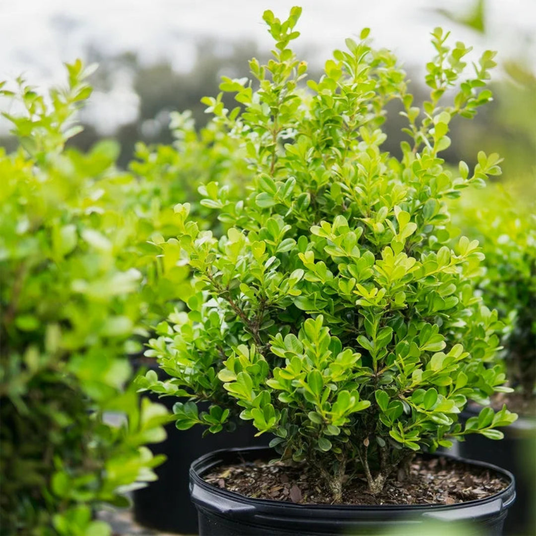 Japanese Boxwood