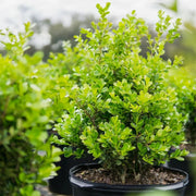 Japanese Boxwood