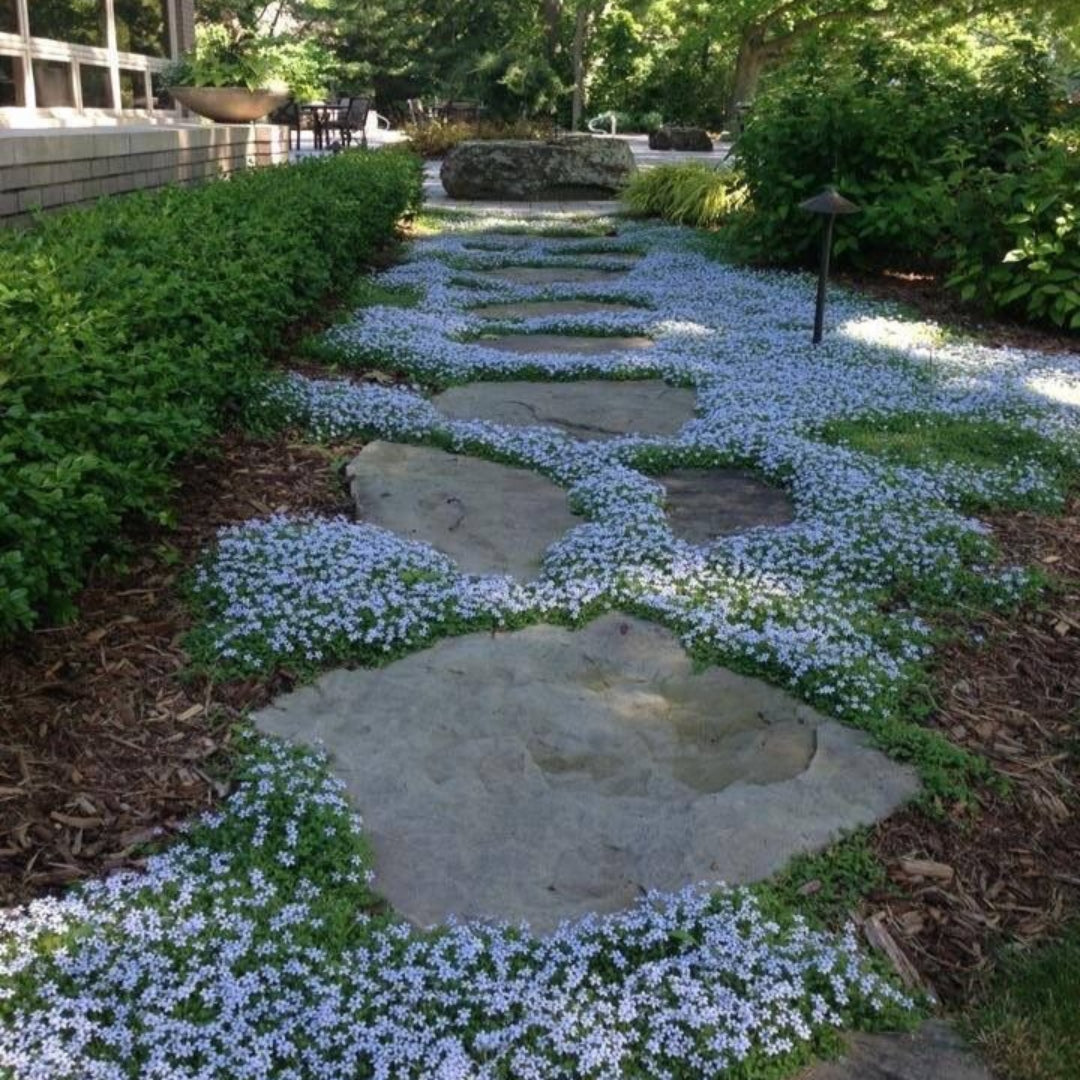 Pratia pedunculata &