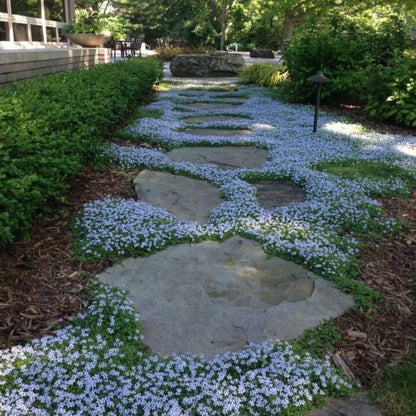 Pratia pedunculata &