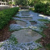 Pratia pedunculata 'County Park' -[EG]