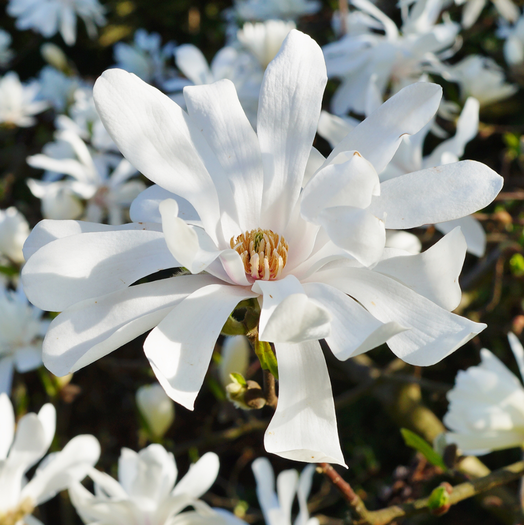 Royal Star Magnolia, Elegance and Beauty,
