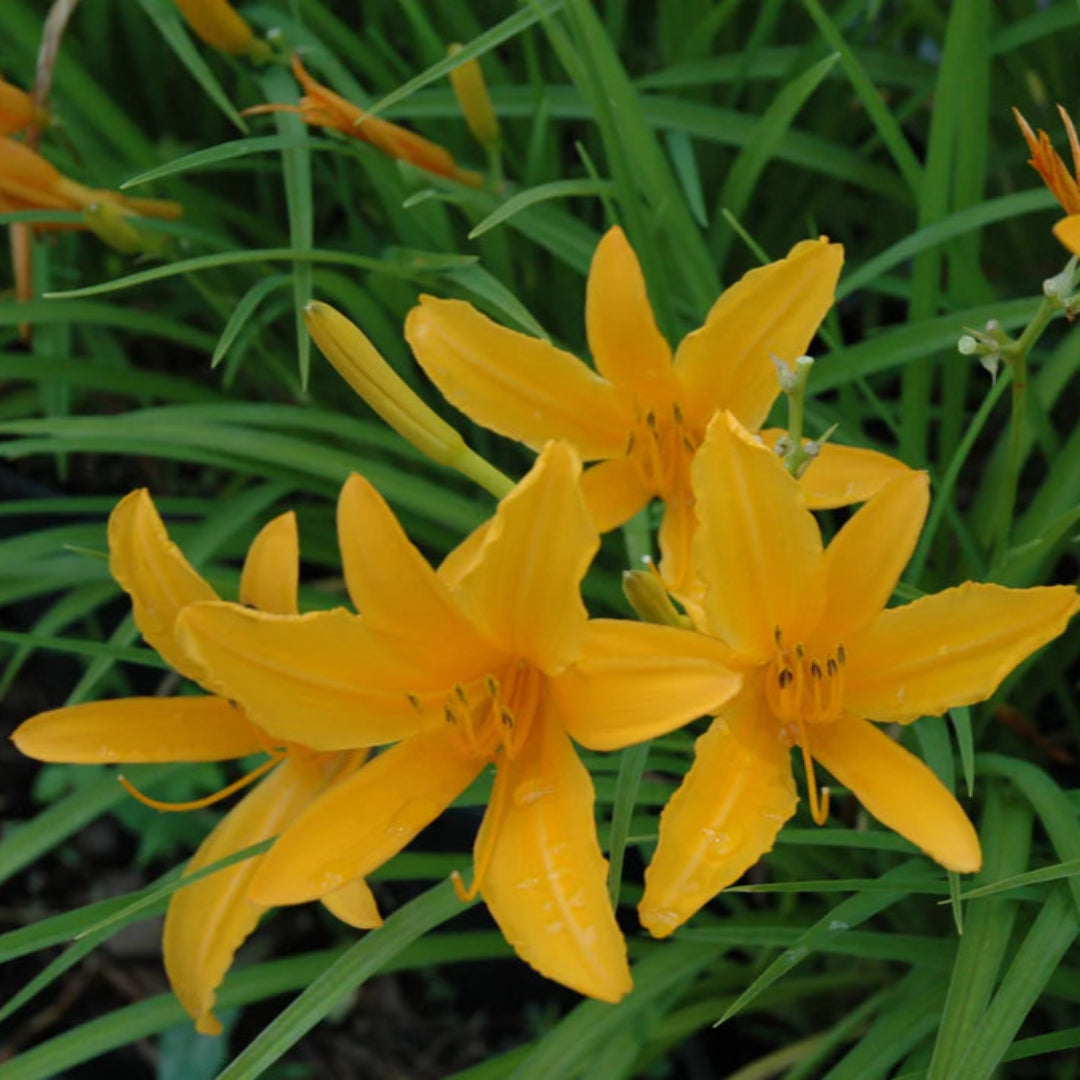 Hemerocallis &