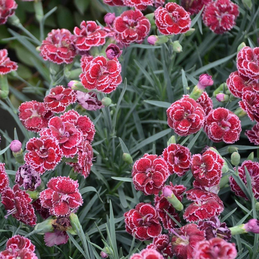 Dianthus Fruit Punch &