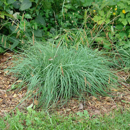 Carex Flacca (A.K.A Glauca)