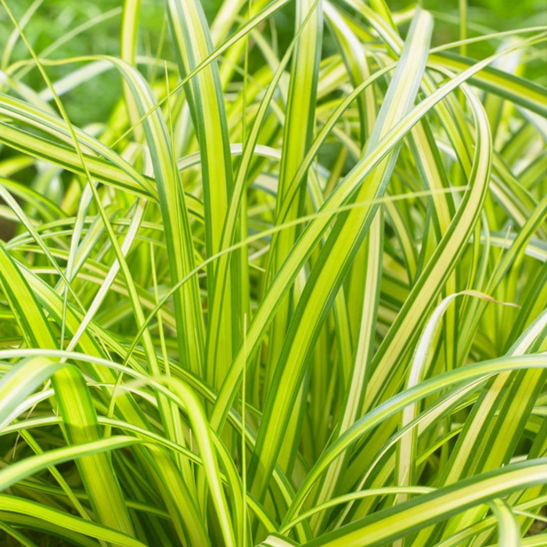 Carex oshimensis Evercolor &
