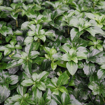 Japanese Spurge Pachysandra groundcover foliage