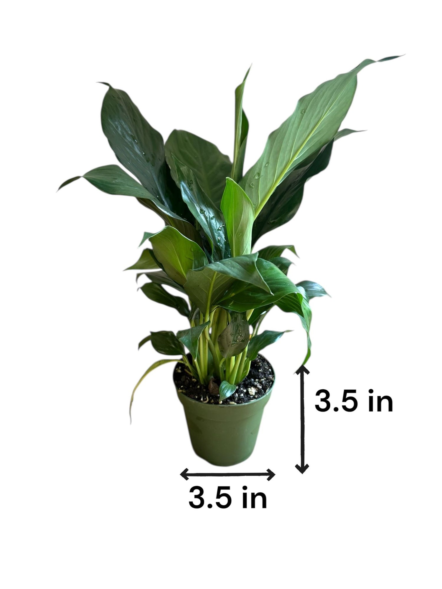 peace lily air purifier Green Peace Lily - 6 Inch Pot