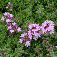 Pink Chintz Thyme perennial herb