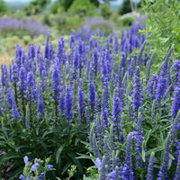 Veronica Moody Blues Sky Blue Speedwell - [EG]