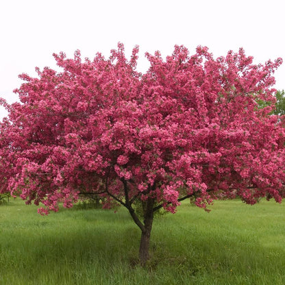 Prairifire Crabapple
