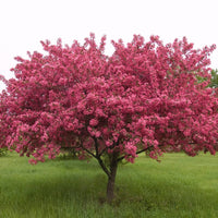 Prairifire crabapple tree purple foliage