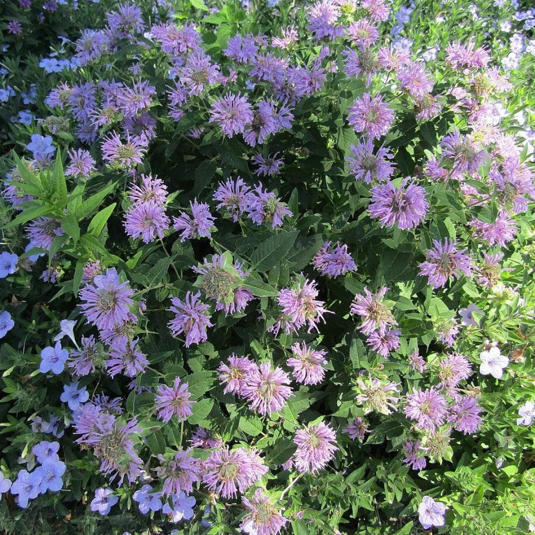 Monarda Sugar Buzz &