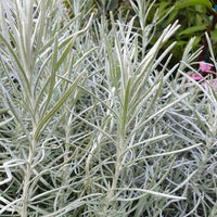 Curry Herb Plant