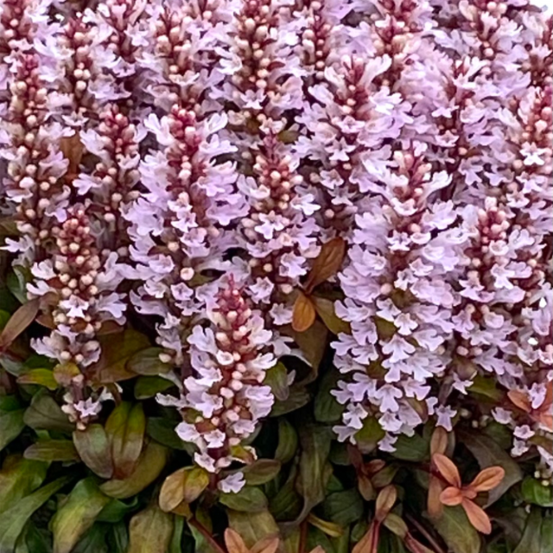 Ajuga Feathered Friends™ ‘Rosy Robin’ PPAF