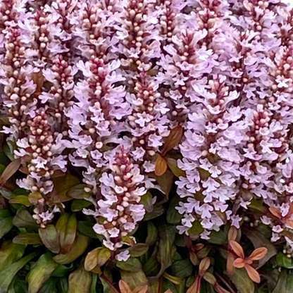 Ajuga Feathered Friends™ ‘Rosy Robin’ PPAF