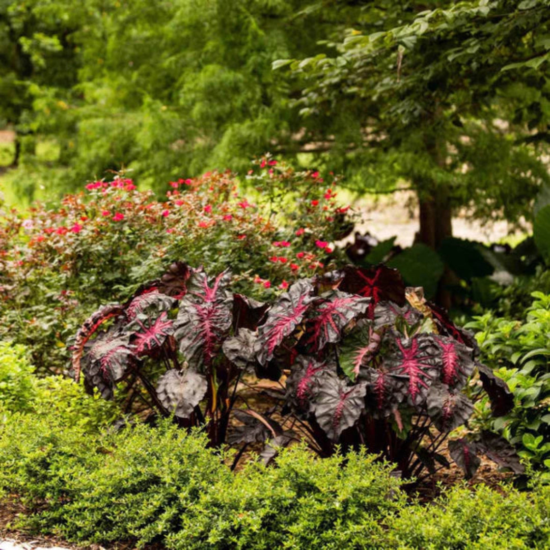 Colocasia ‘Redemption’ | Redemption Elephant Ear