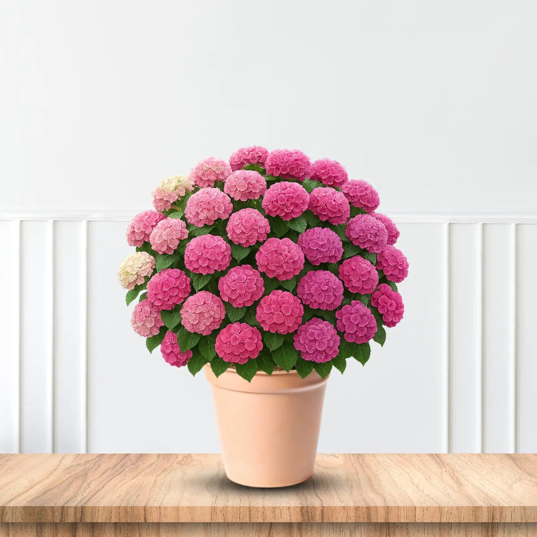 Wildenstein Hydrangea