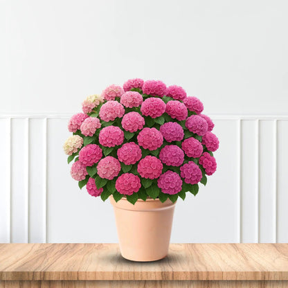 Wildenstein Hydrangea