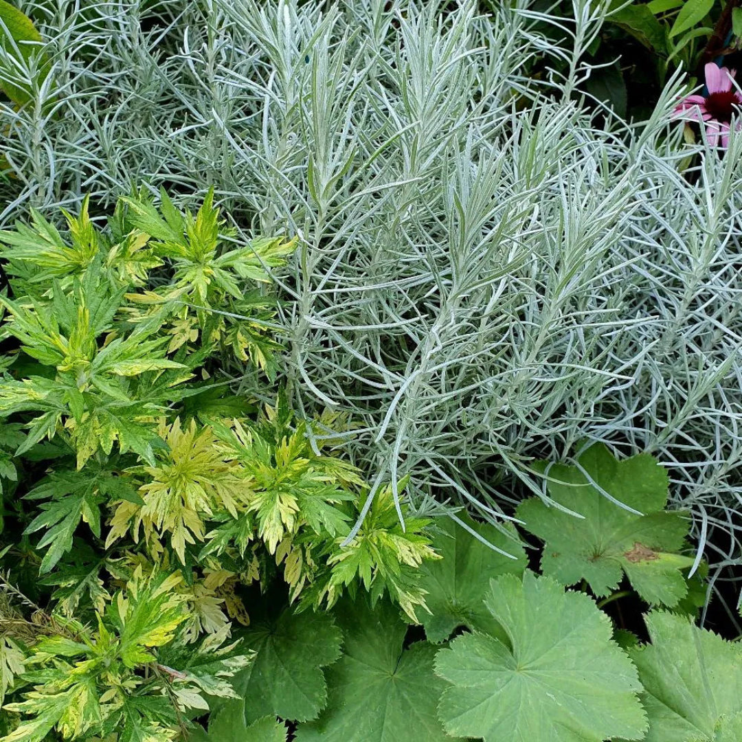 Curry Herb Plant