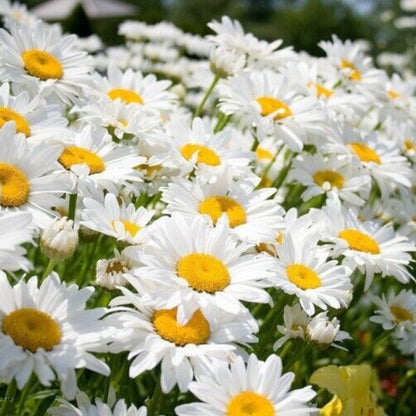 Alaska Shasta Daisy