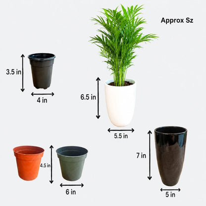 Peace Lily pot sizes and measurements in inches