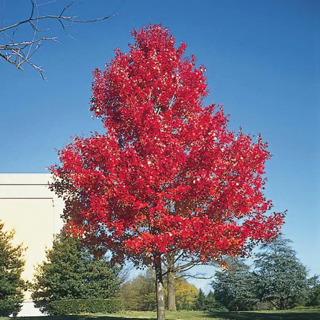 Healthy Red Maple Tree Acer rubrum in nursery container