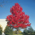 Healthy Red Maple Tree Acer rubrum in nursery container