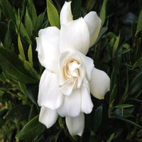 Creeping gardenia with fragrant white flowers in bloom