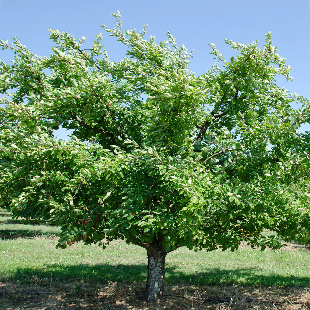 Santa Rosa Plum Tree with glossy leaves and ripening fruit
