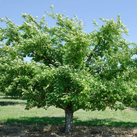 Santa Rosa Plum Tree with glossy leaves and ripening fruit
