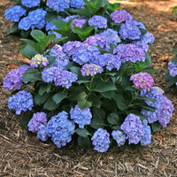 Let’s Dance Blue Jangles Hydrangea vibrant garden flowers