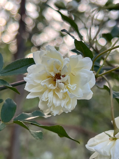 White Lady Banks Rose