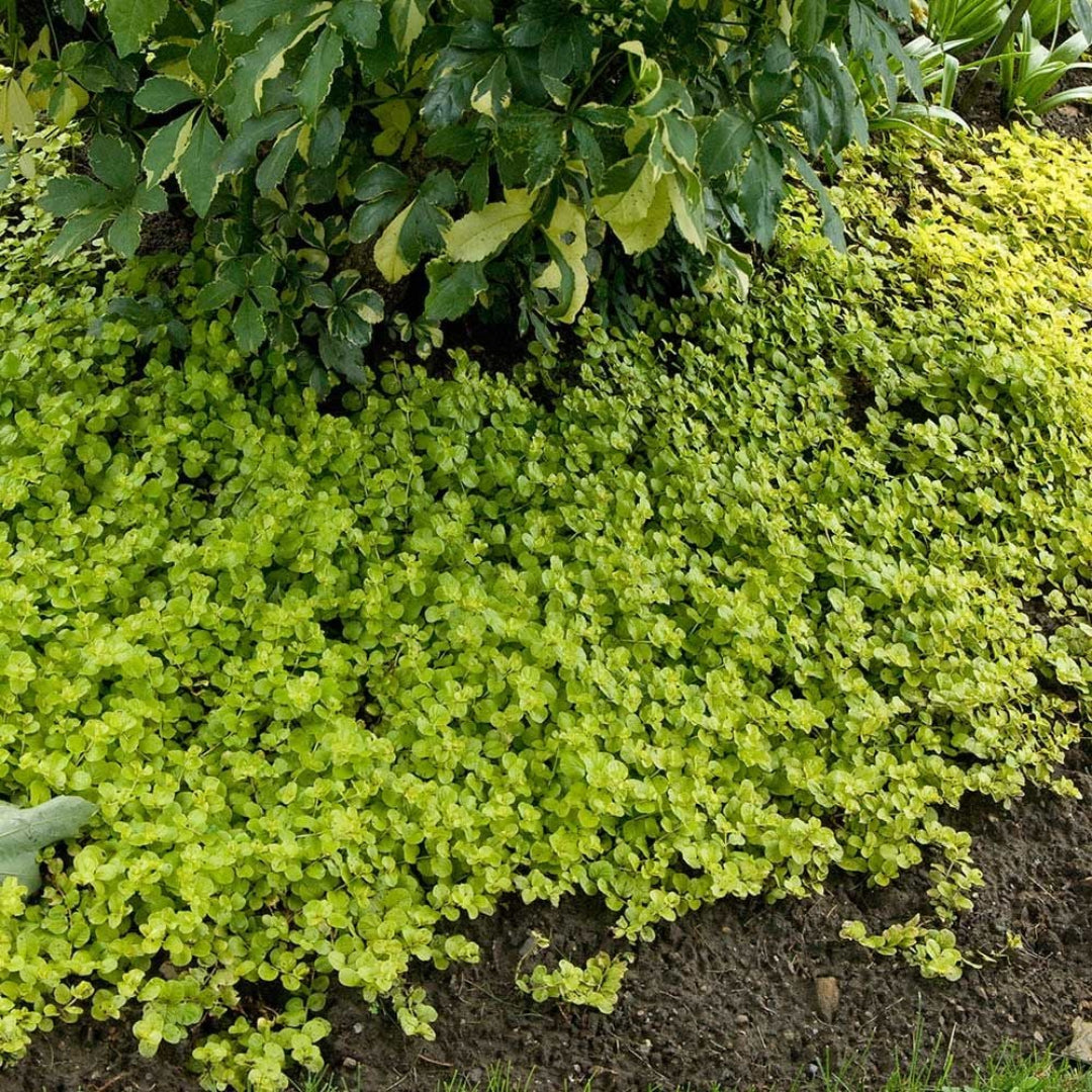 Lush spreading Lysimachia nummularia ‘Aurea’.