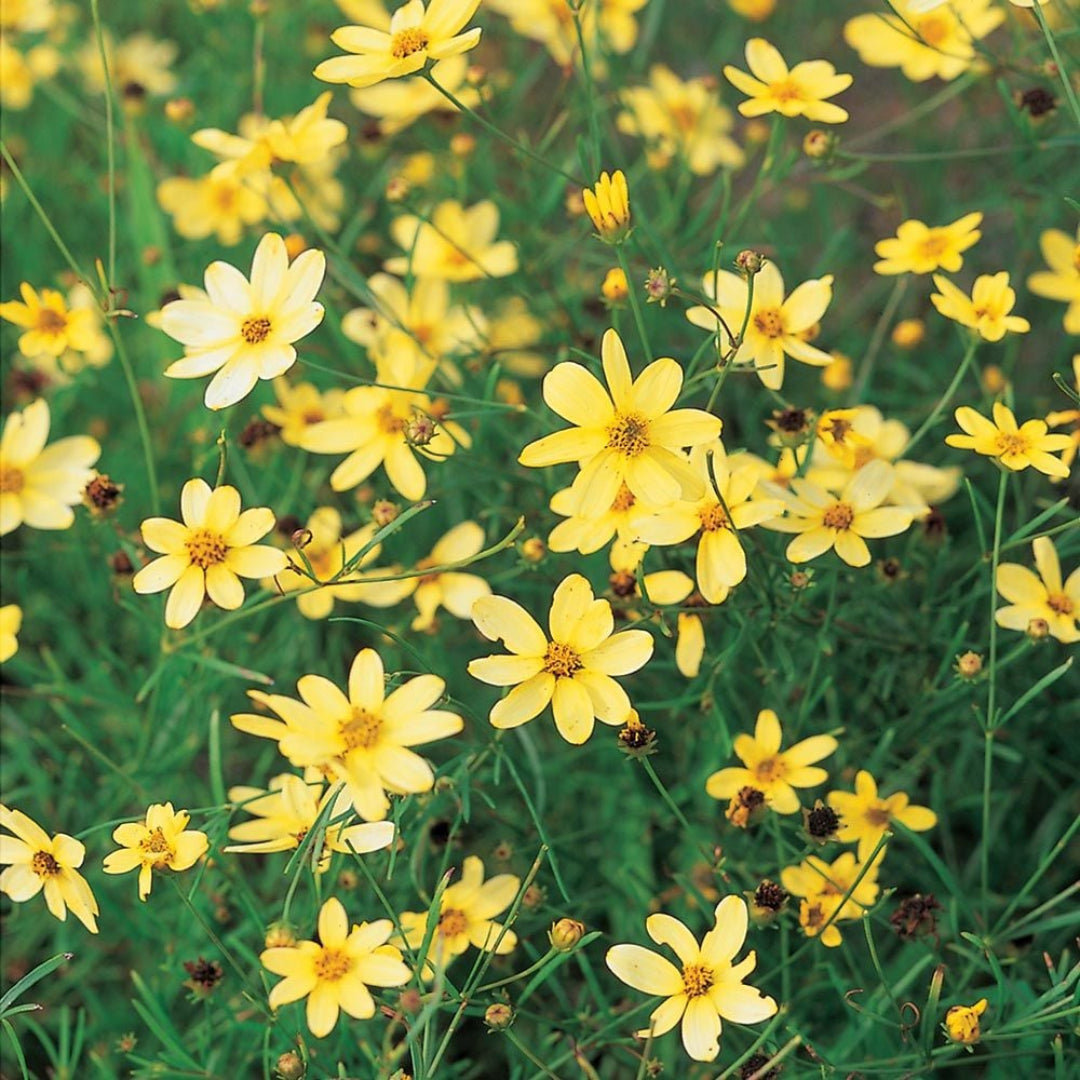 Coreopsis Moonbeam perennial yellow blooms