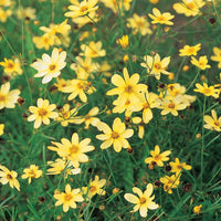 Coreopsis Moonbeam perennial yellow blooms