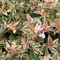 Mardi Gras Abelia flowering shrub displaying white trumpet-shaped blooms